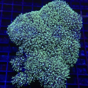 Green Star Polyp