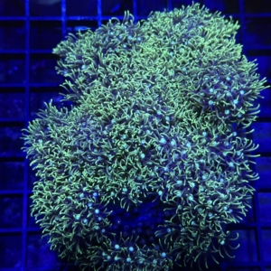 Green Star Polyp