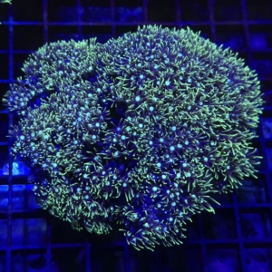 Green Star Polyp