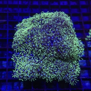 Green Star Polyp