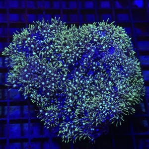 Green Star Polyp