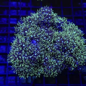 Green Star Polyp