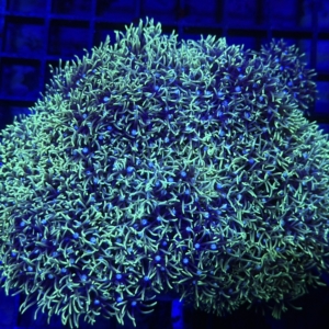 Green Star Polyp