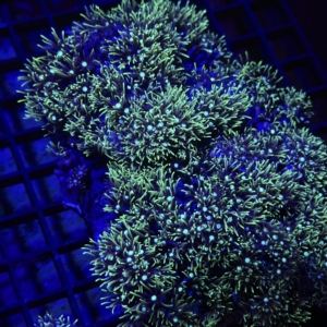 Green Star Polyp