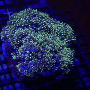 Green Star Polyp