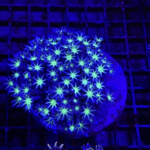 Clove Polyp