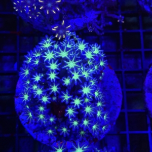 Clove Polyp