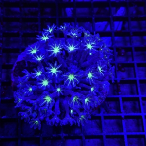 Clove Polyp