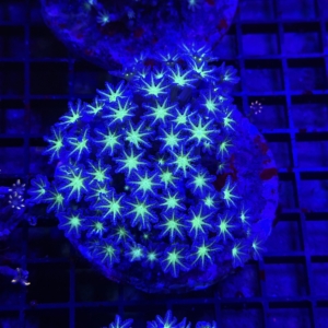Clove Polyp