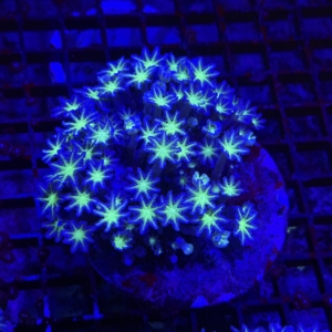 Clove Polyp