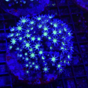 Clove Polyp