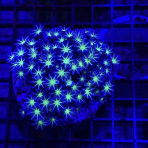 Clove Polyp