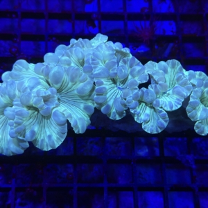 Fox Coral