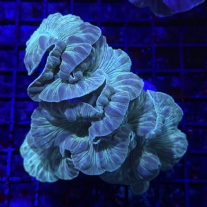 Fox Coral