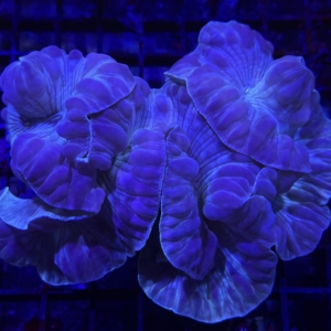 Fox Coral