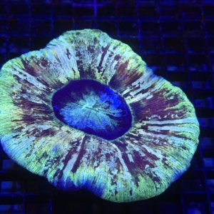 Trachyphyllia