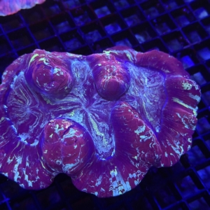 Trachyphyllia