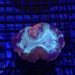 Trachyphyllia