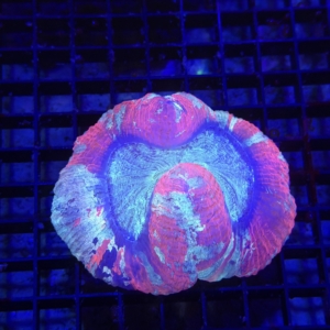 Trachyphyllia