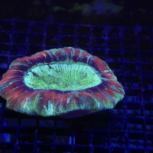 Trachyphyllia
