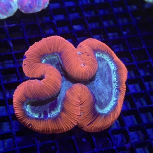 Trachyphyllia