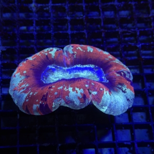 Trachyphyllia