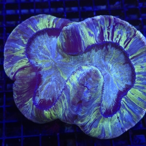 Trachyphyllia