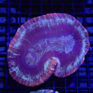 Trachyphyllia