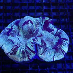 Trachyphyllia