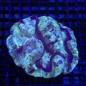 Trachyphyllia