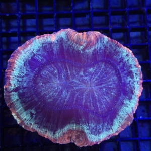 Trachyphyllia