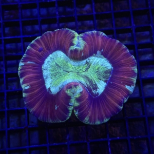 Trachyphyllia