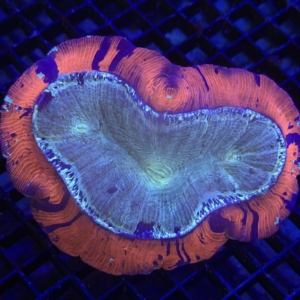 Trachyphyllia