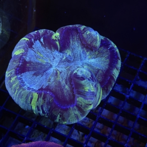 Trachyphyllia