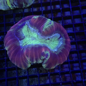 Trachyphyllia