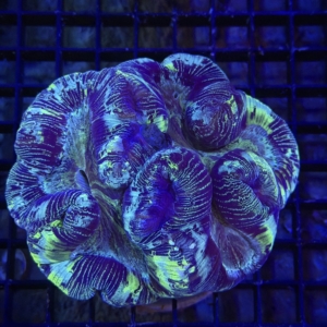 Trachyphyllia