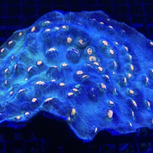 Mycedium