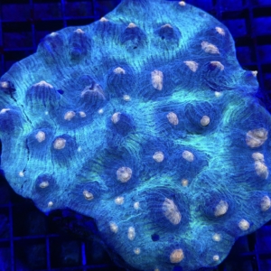 Mycedium