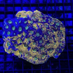 Echinata