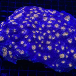 Echinata
