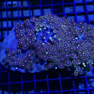 Zoanthid Rock