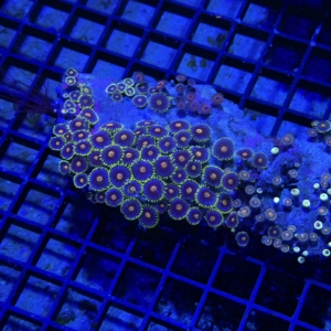Zoanthid Rock
