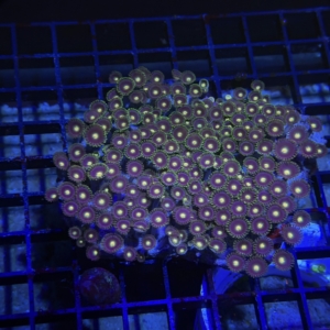 Zoanthid Rock