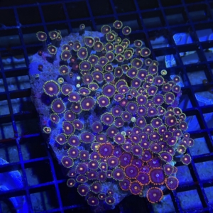 Zoanthid Rock