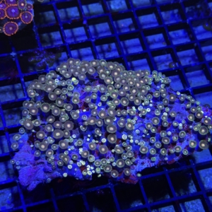 Zoanthid Rock