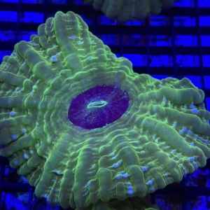 Green Cynarina