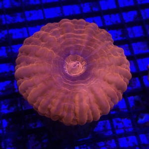 Red Cynarina