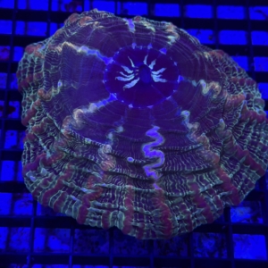 Indophyllia