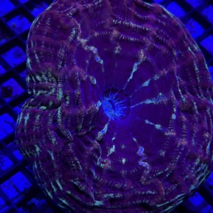 Indophyllia
