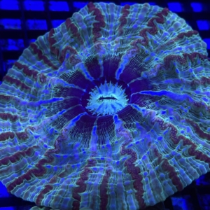 Indophyllia
